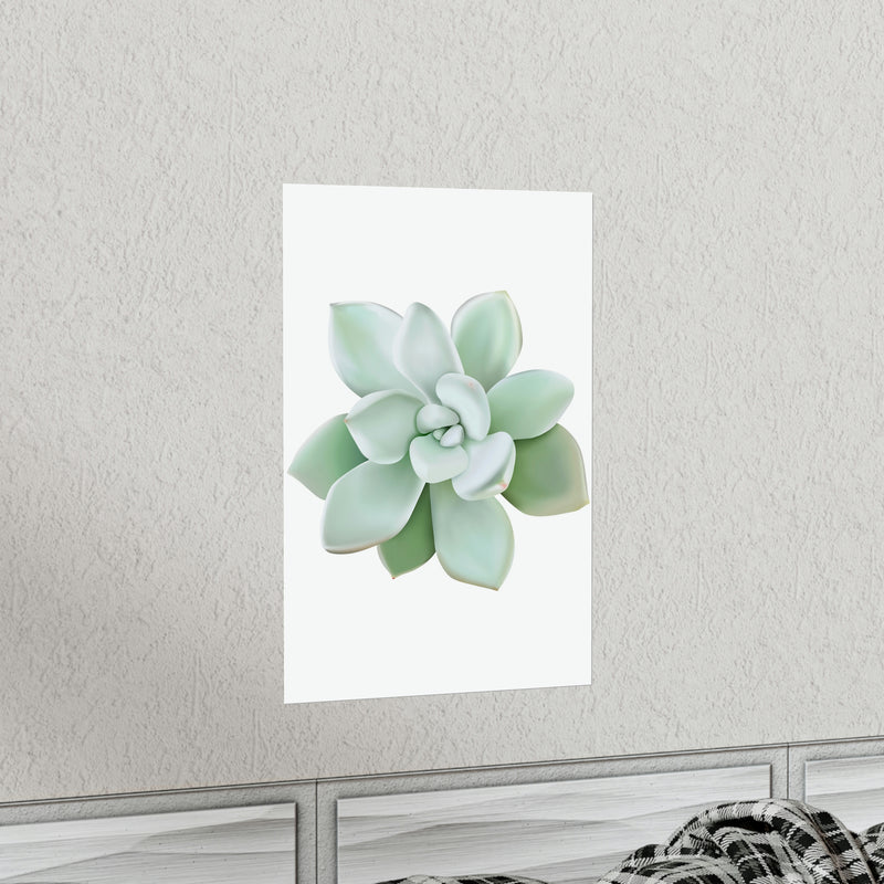 Pachyveria Haagei Succulent Print