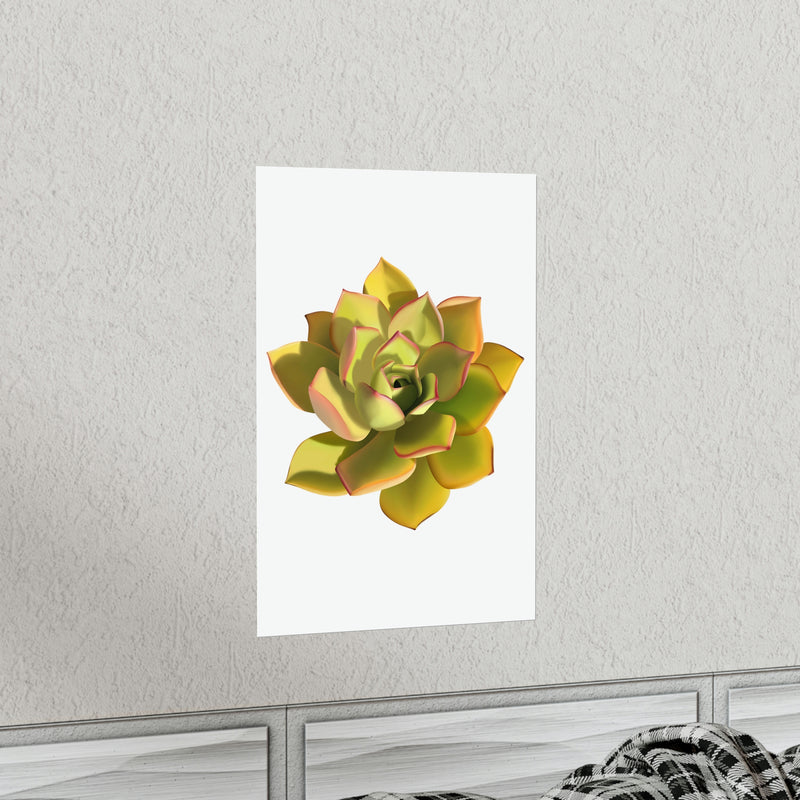 Noble Aeonium Succulent Print