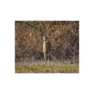 Deer Camouflaged in Thicket - Photo Poster, Poster, Laura Christine Photography & Design, Art & Wall Decor, Home & Living, Paper, Poster, Posters, Laura Christine Photography & Design, laurachristinedesign.com