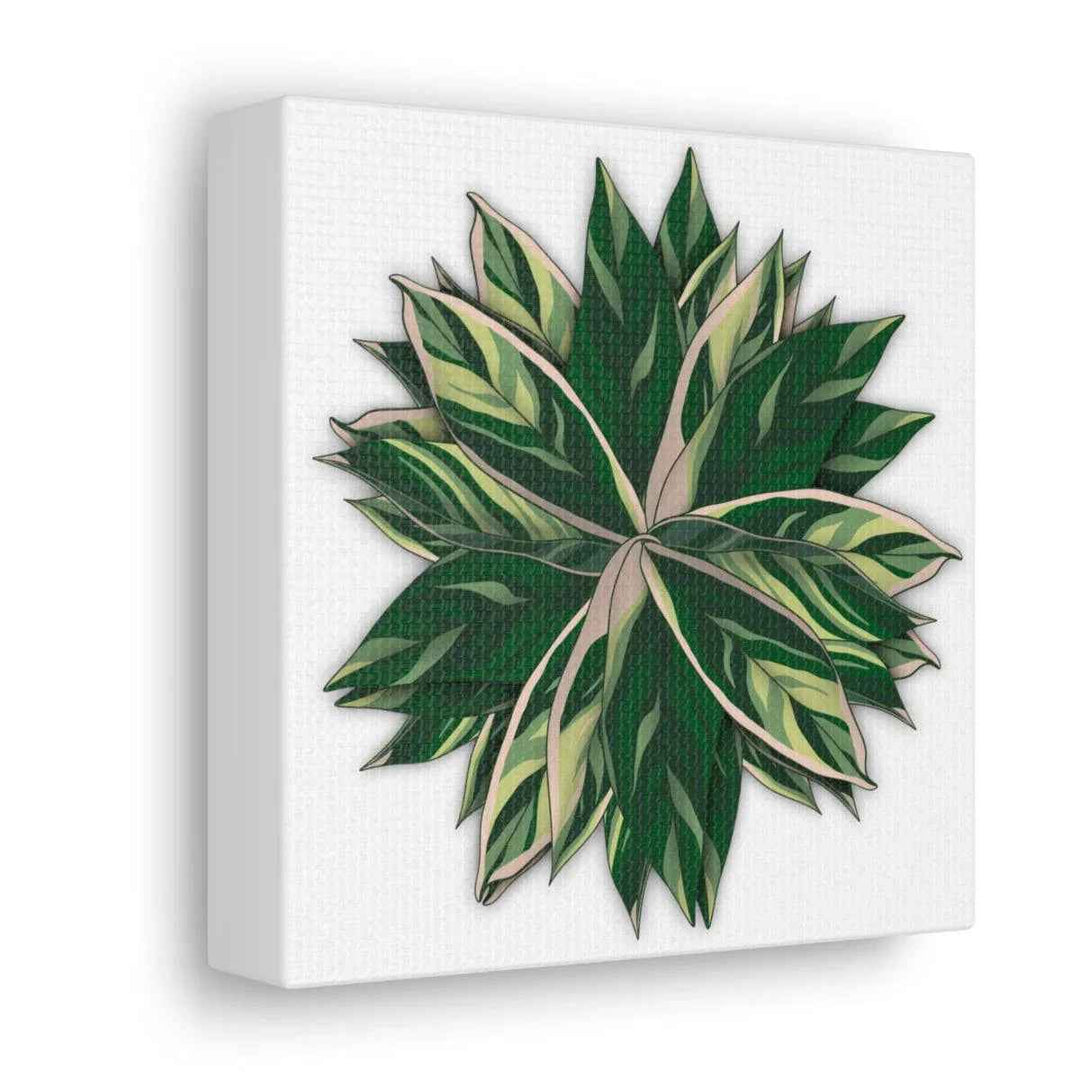 Stromanthe Triostar Canvas - Pastel Stripe Canvas Art Print With Vivid Color Artwork