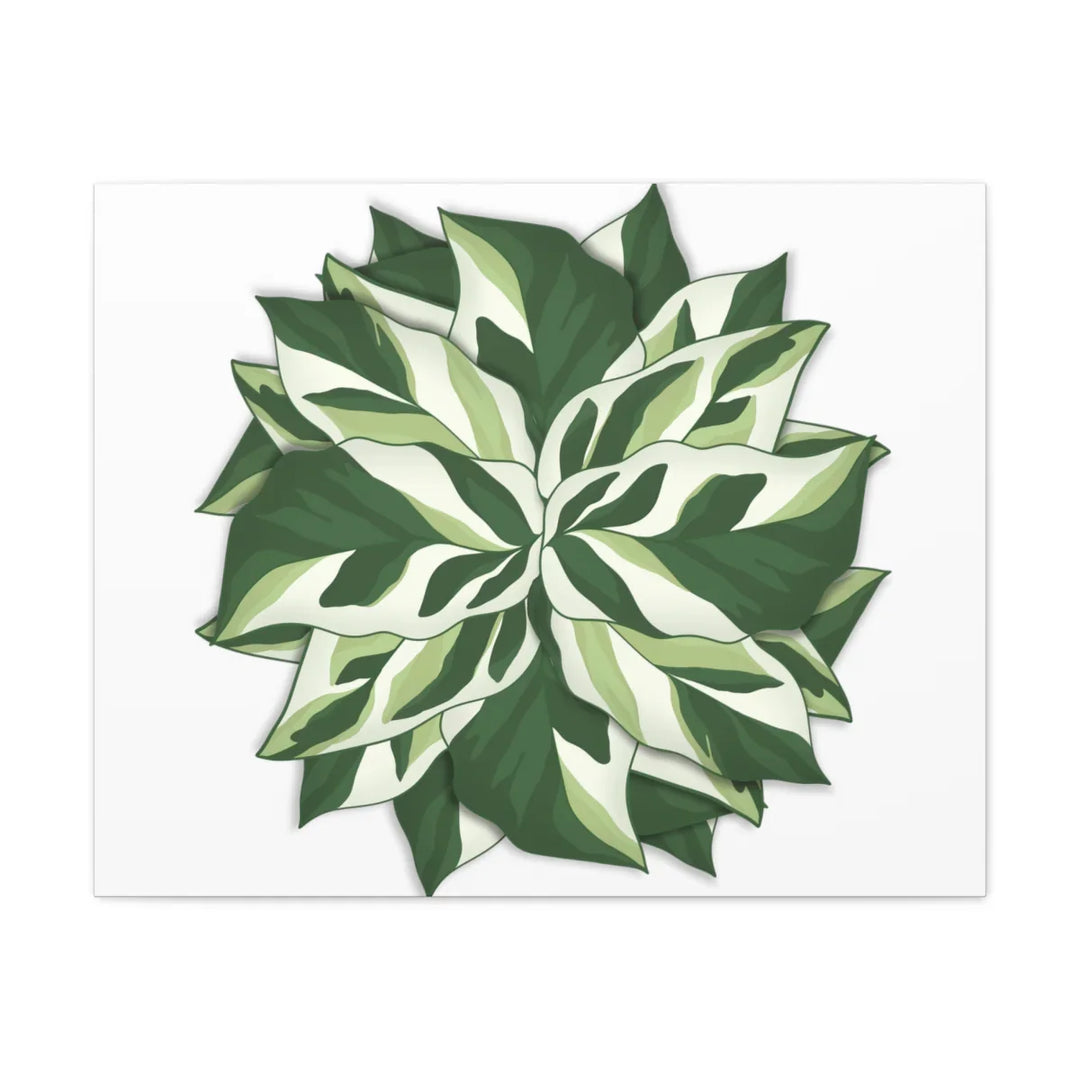 Calathea White Fusion Canvas | Indoor Wall Art - Matte Finish Botanical Canvas Art Print - Laura Christine Photography & Design