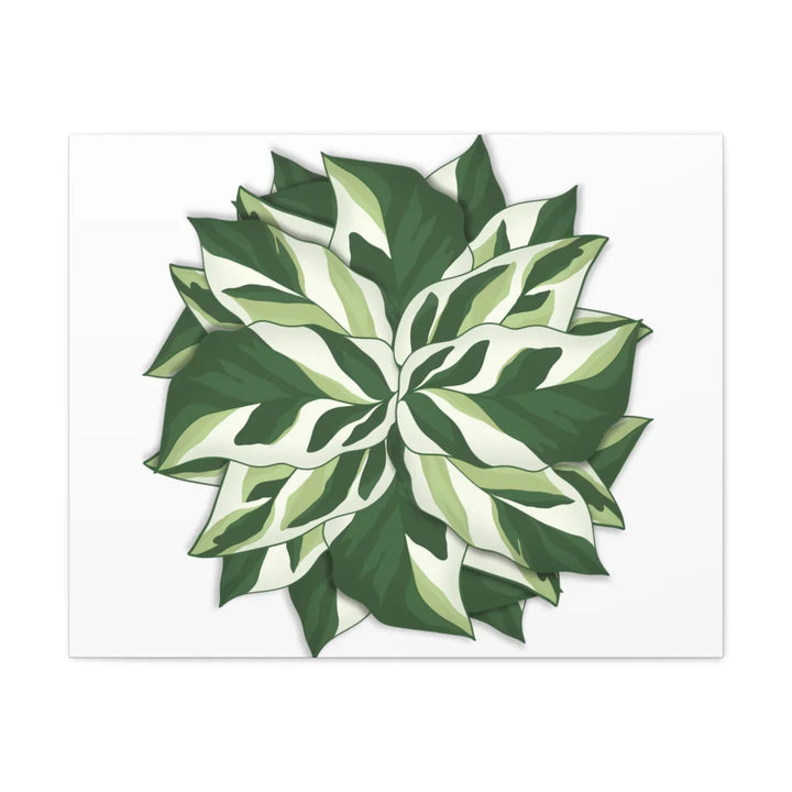 Calathea White Fusion Canvas | Indoor Wall Art - Matte Finish Botanical Canvas Art Print - Laura Christine Photography & Design