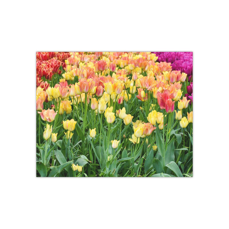 Tulip rows 