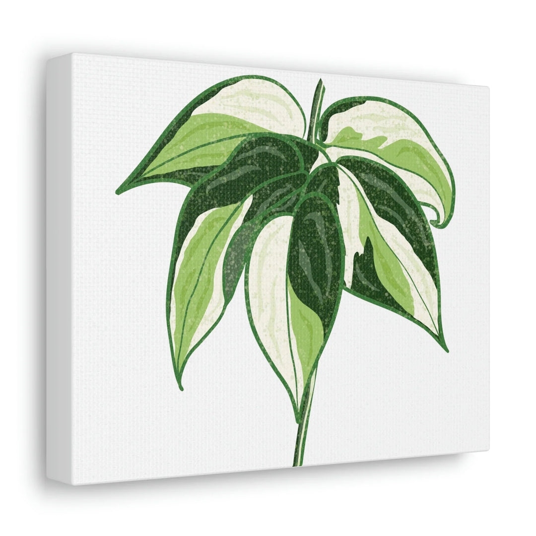 Philodendron Canvas Print - Cream Splash Variegated Plant Art on Matte Cotton Canvas