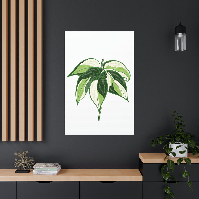 Philodendron &