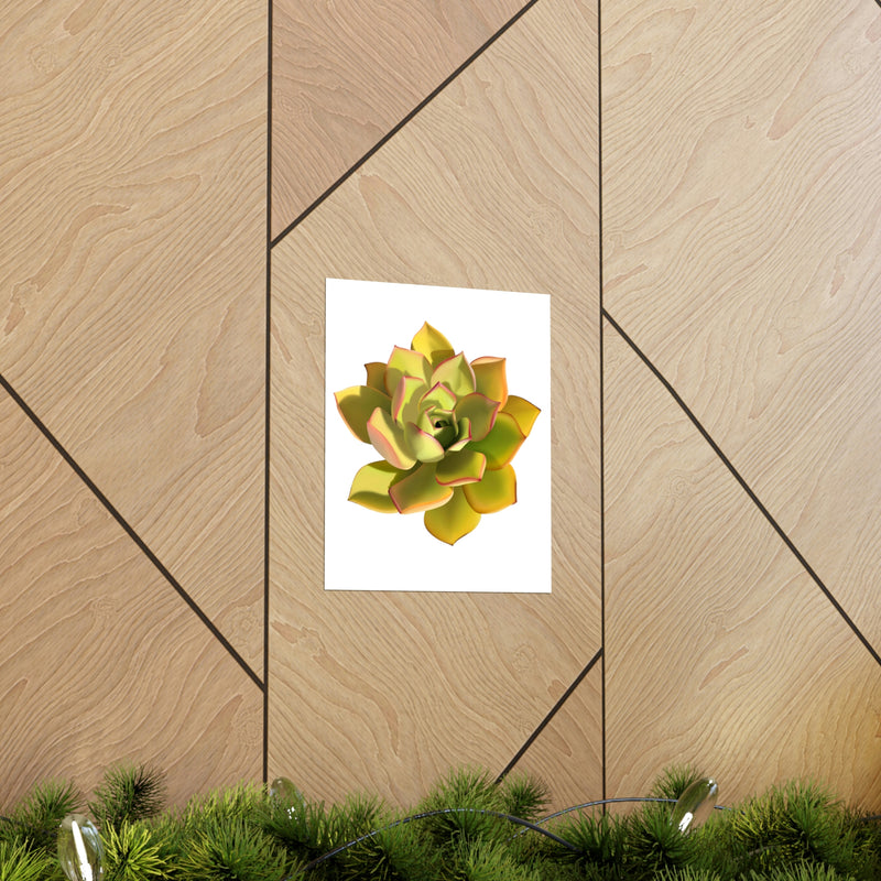 Noble Aeonium Succulent Print