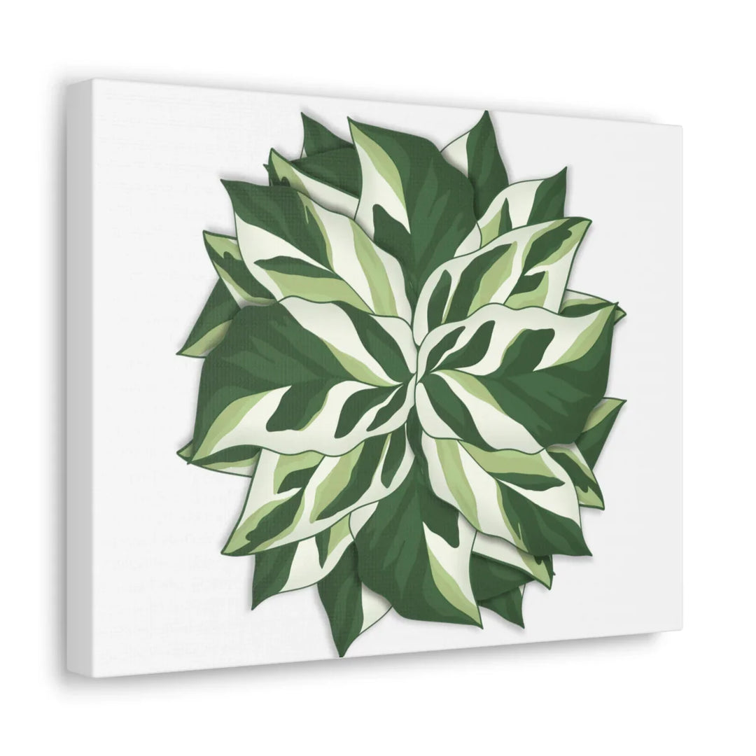 Calathea White Fusion Canvas | Indoor Wall Art - Matte Finish Botanical Canvas Art Print - Laura Christine Photography & Design