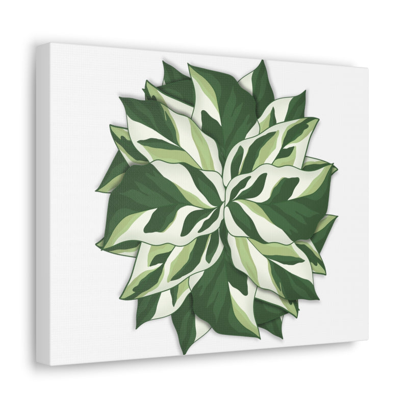 Calathea White Fusion Canvas