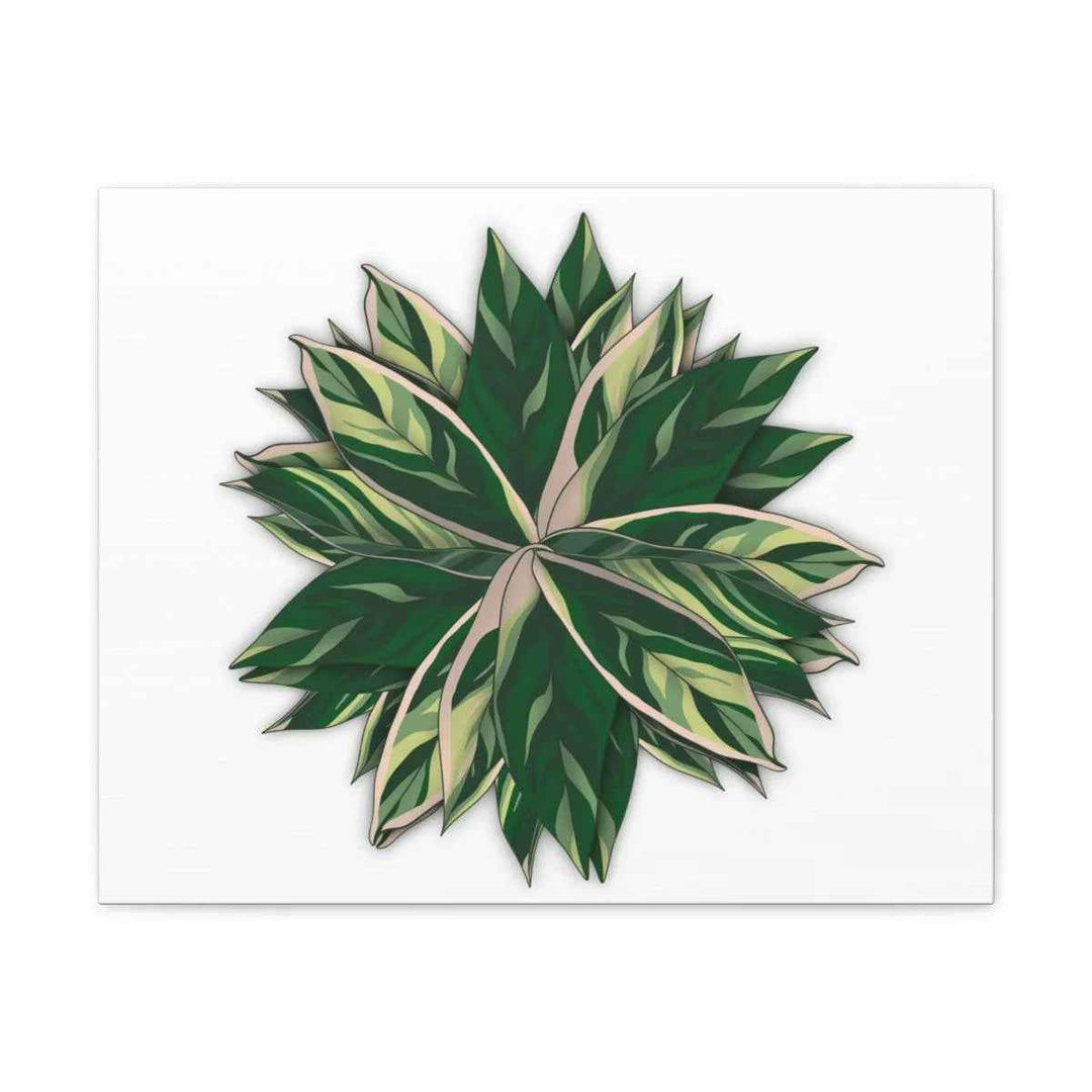 Stromanthe Triostar Canvas - Pastel Stripe Canvas Art Print With Vivid Color Artwork