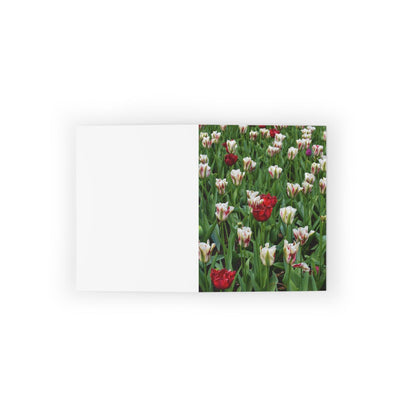 Red & white triumph tulips Photo Greeting Card, Paper products, Printify, Greeting Card, Holiday Picks, Home & Living, Paper, Postcard, Postcards, Laura Christine Photography & Design, laurachristinedesign.com