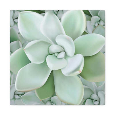 Pachyveria Haagei Succulent Pattern Canvas, Canvas, Printify, Art & Wall Decor, Canvas, Hanging Hardware, Home & Living, Indoor, Laura Christine Photography & Design, laurachristinedesign.com