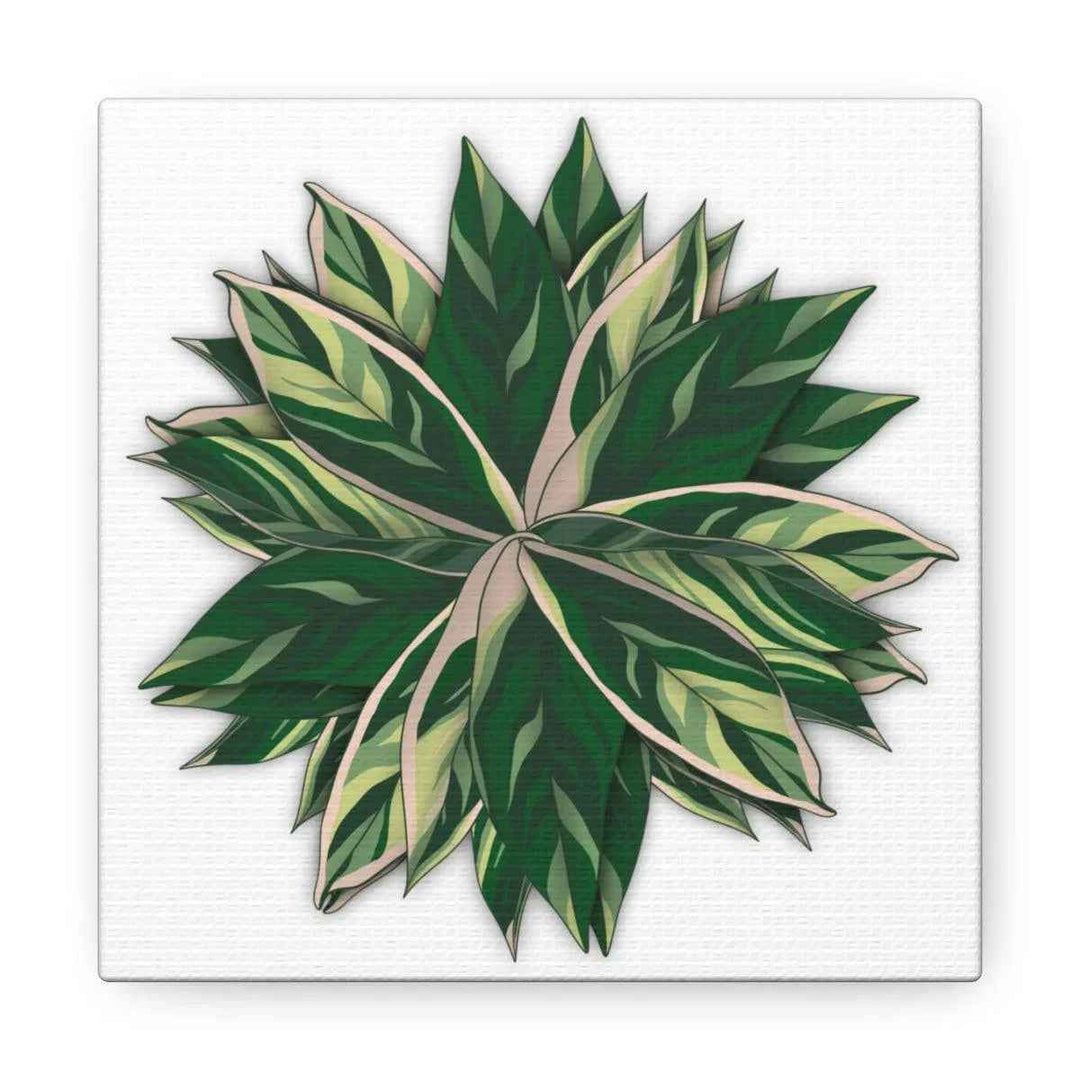 Stromanthe Triostar Canvas - Pastel Stripe Canvas Art Print With Vivid Color Artwork