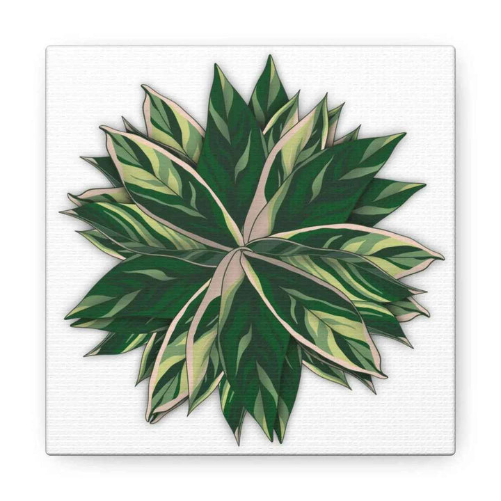 Stromanthe Triostar Canvas - Pastel Stripe Canvas Art Print With Vivid Color Artwork