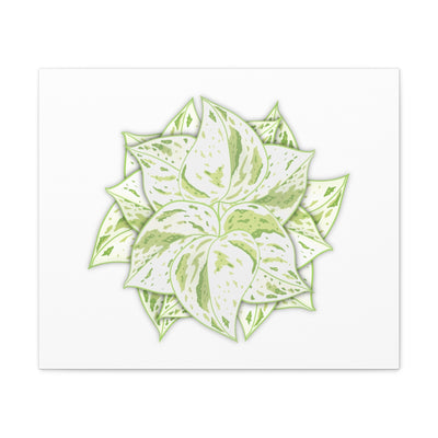 Snow Queen Pothos Canvas