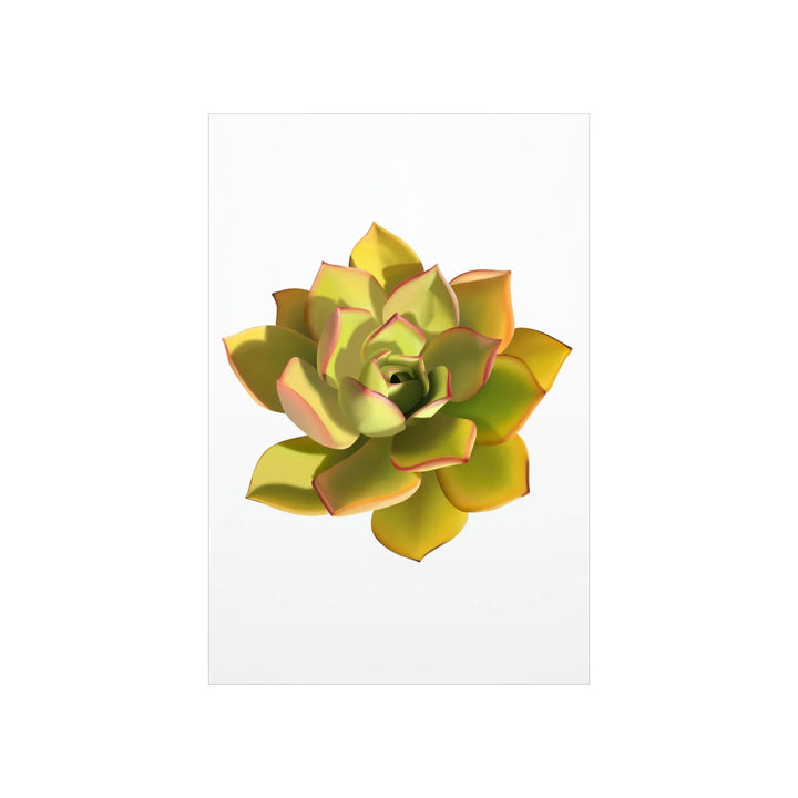 Noble Aeonium Print – Vibrant Succulent Wall Art on Museum-Grade Paper Poster Unframed