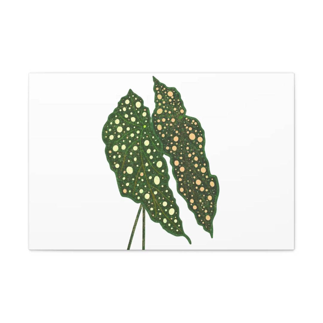 Begonia Maculata Canvas | Premium Canvas Art Print - Matte Finish, Durable Wall Decor - Laura Christine Photography & Design