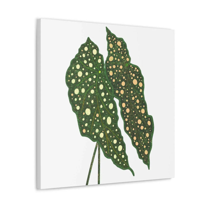 Begonia Maculata Canvas | Premium Canvas Art Print - Matte Finish, Durable Wall Decor - Laura Christine Photography & Design