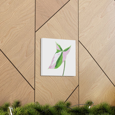 Syngonium Tricolor Canvas