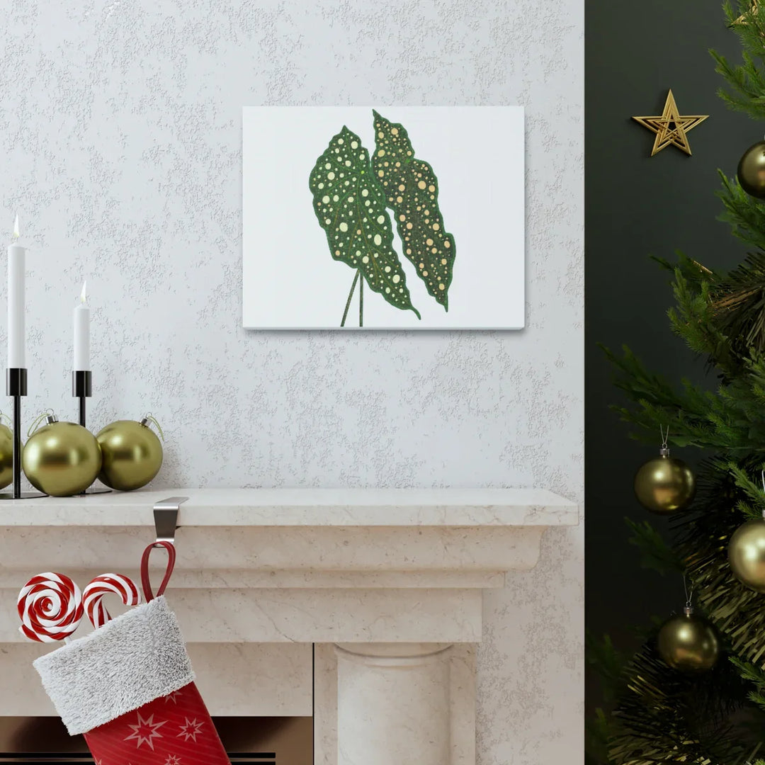 Begonia Maculata Canvas | Premium Canvas Art Print - Matte Finish, Durable Wall Decor - Laura Christine Photography & Design