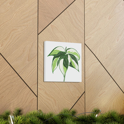 Philodendron 'Cream Splash' Canvas