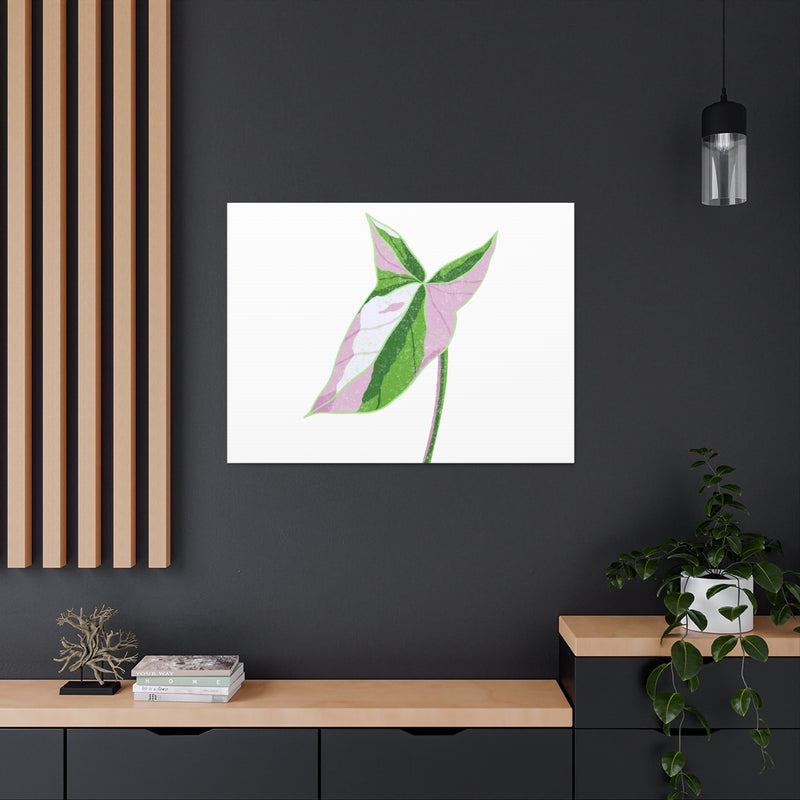 Syngonium Tricolor Canvas