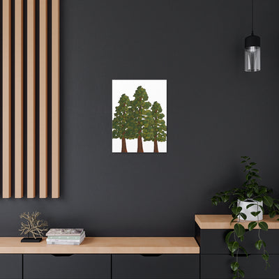 Coastal Redwoods Canvas