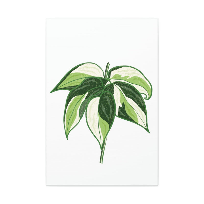 Philodendron &