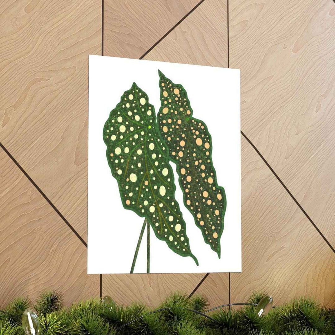Begonia Maculata Print - Botanical Wall Art on Museum Grade Paper | Matte Finish Unframed