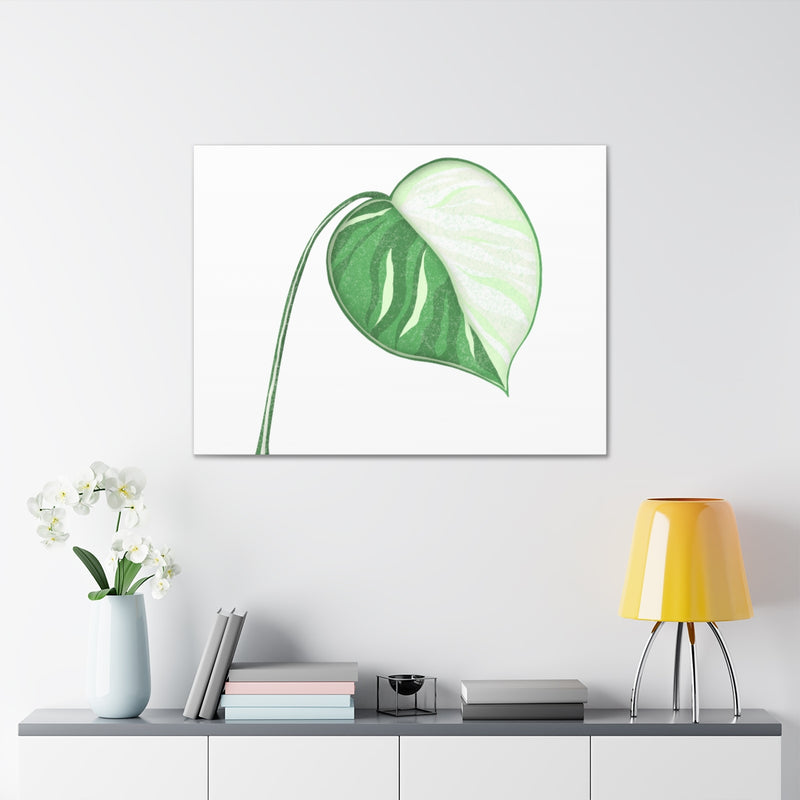 Monstera Albo - Canvas