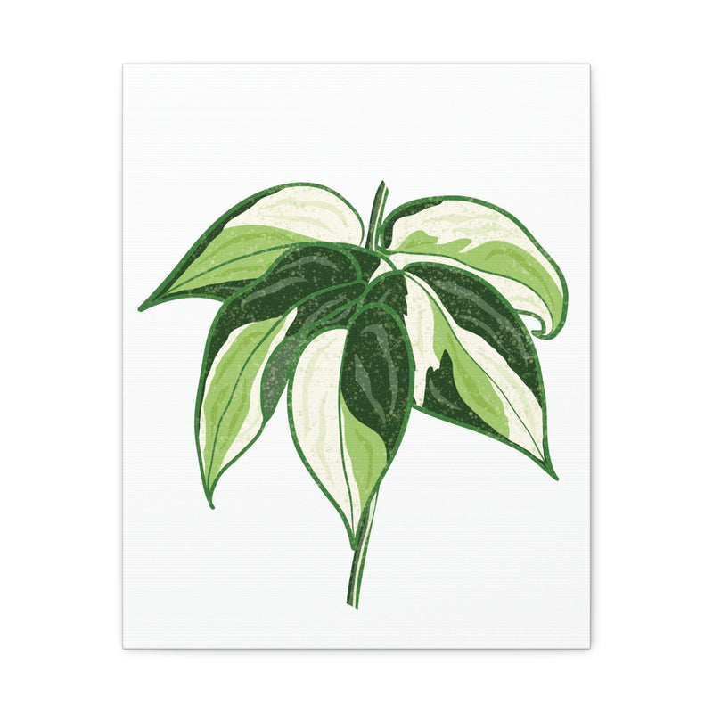 Philodendron &