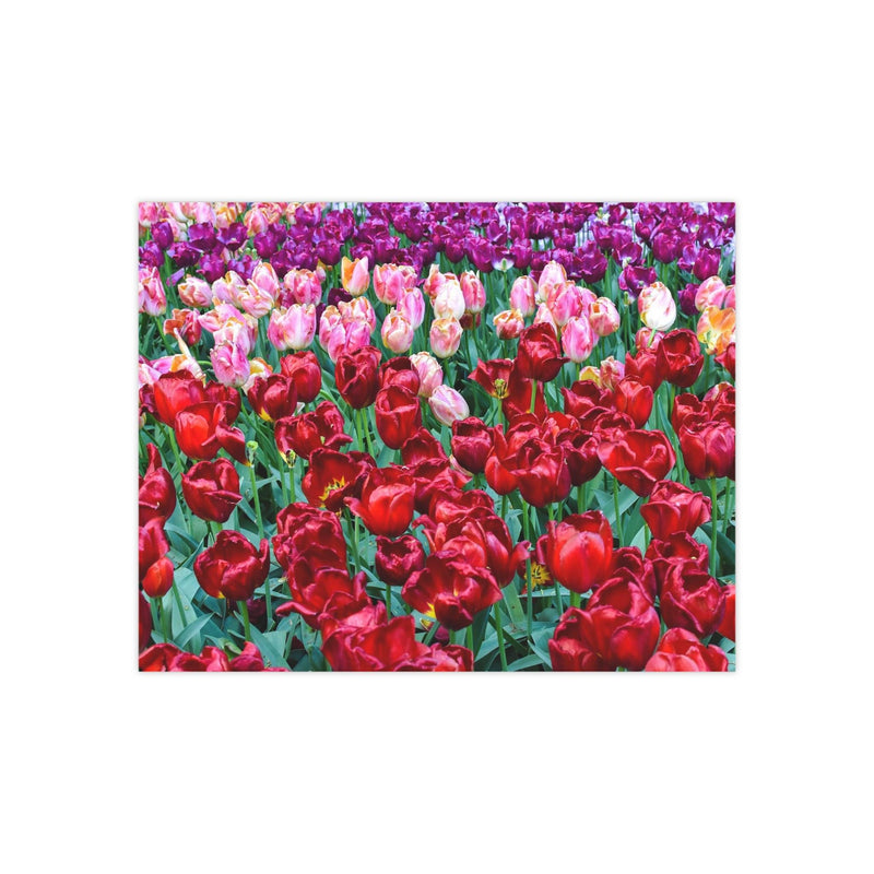 Pink, purple, and red tulips - Photo Poster, Poster, Printify, Art & Wall Decor, Home & Living, Paper, Poster, Posters, Laura Christine Photography & Design, laurachristinedesign.com
