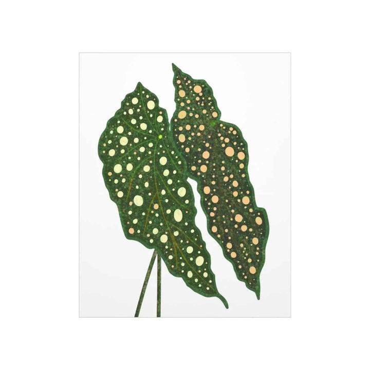 Begonia Maculata Print - Botanical Wall Art on Museum Grade Paper | Matte Finish Unframed