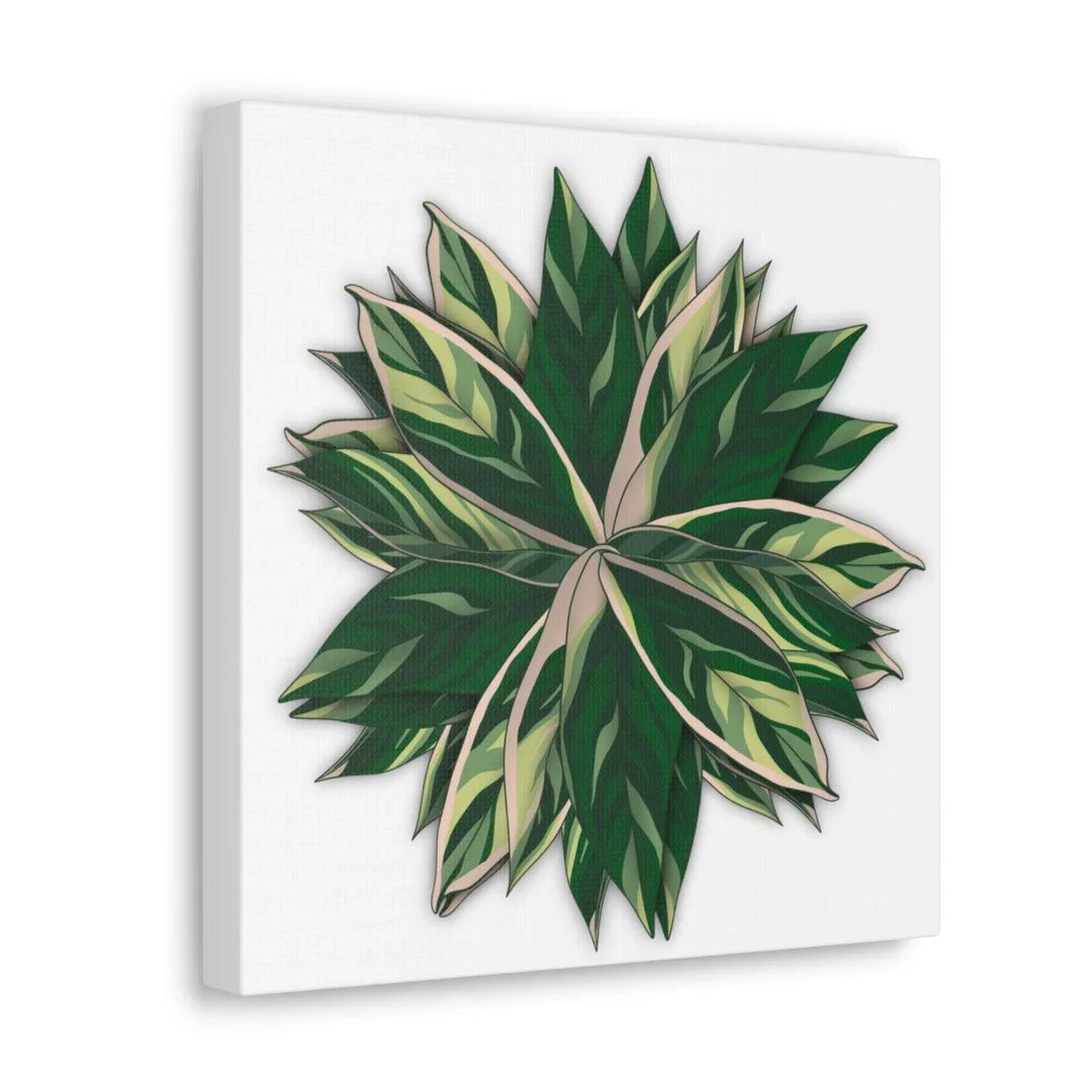 Stromanthe Triostar Canvas - Pastel Stripe Canvas Art Print With Vivid Color Artwork - Laura Christine Photography & Design