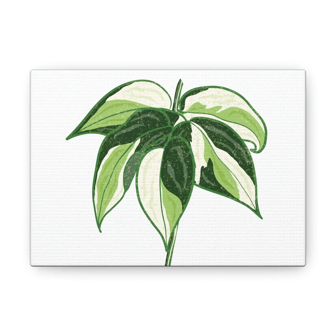 Philodendron Canvas Print - Cream Splash Variegated Plant Art on Matte Cotton Canvas