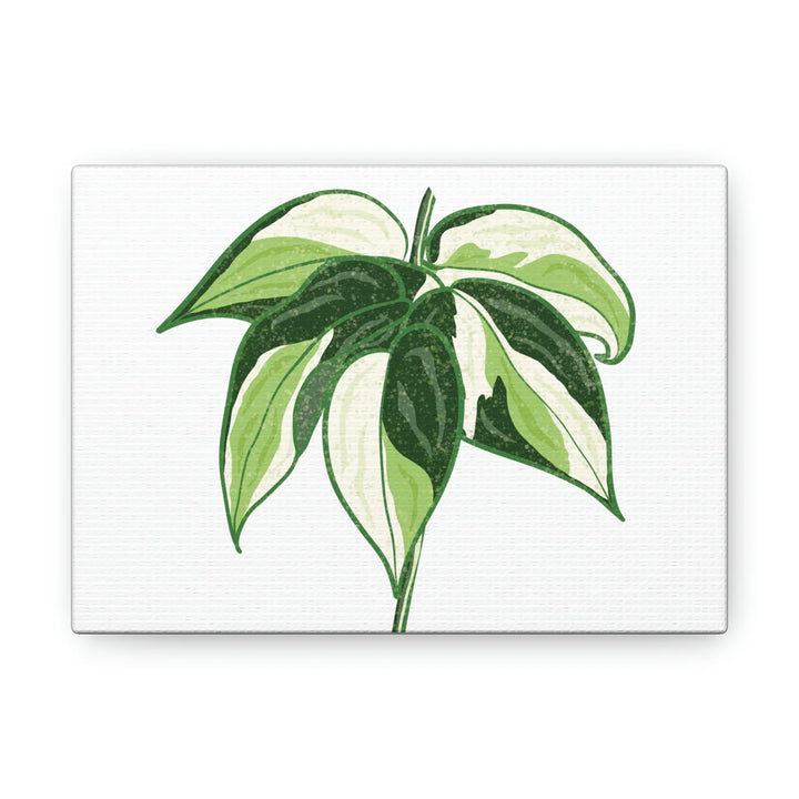 Philodendron Canvas Print - Cream Splash Variegated Plant Art on Matte Cotton Canvas