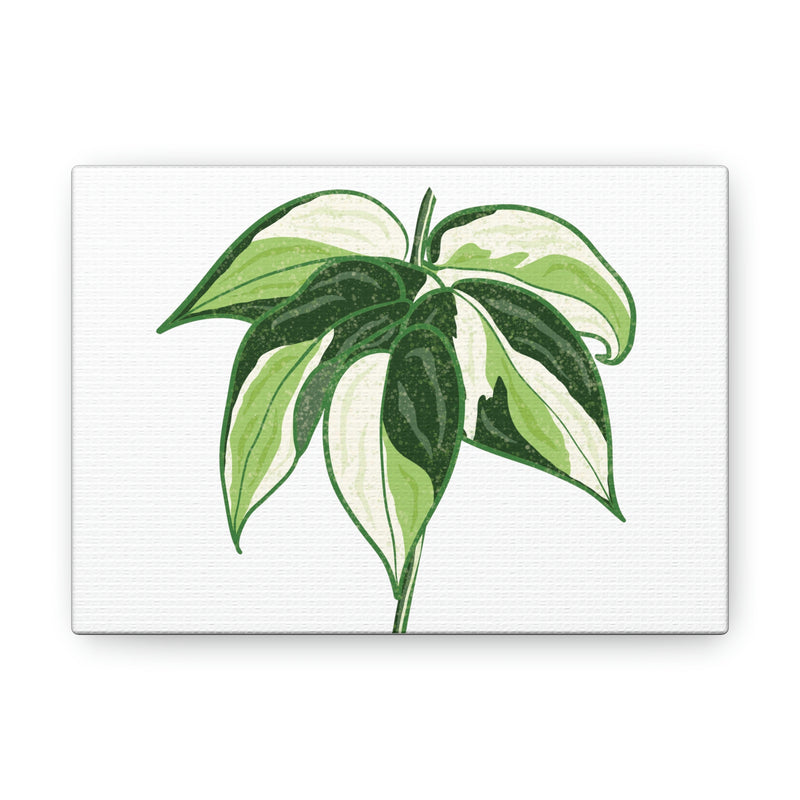 Lienzo Philodendron &