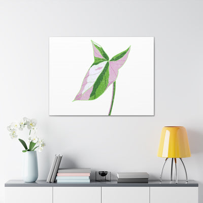 Syngonium Tricolor Canvas