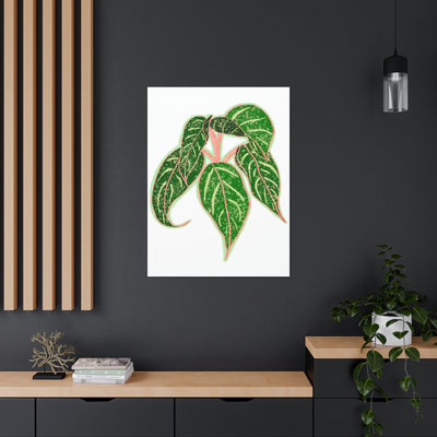 Aglaonema Sparkling Sarah Plant Canvas