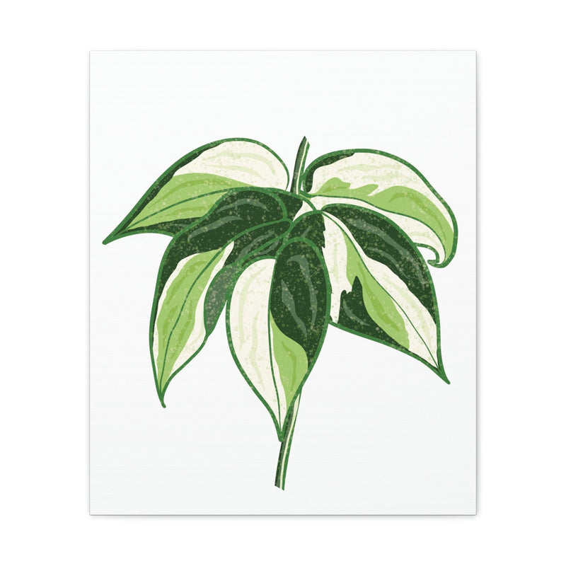 Philodendron &