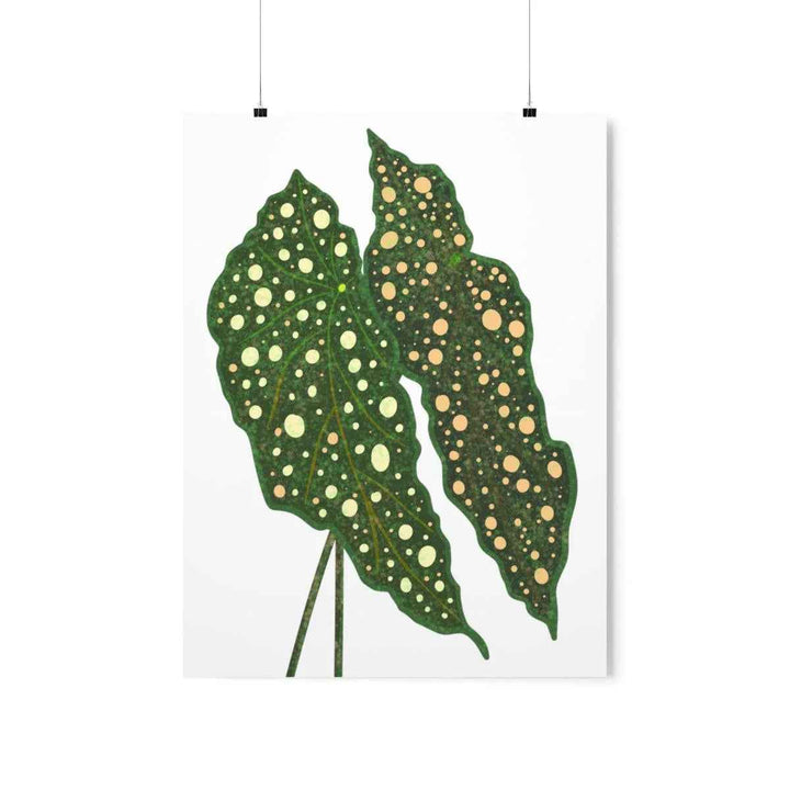 Begonia Maculata Print - Botanical Wall Art on Museum Grade Paper | Matte Finish Unframed