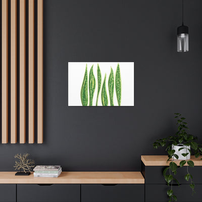 Snake Plant Canvas