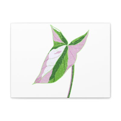 Syngonium Tricolor Canvas