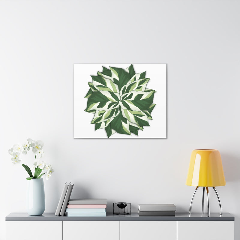 Calathea White Fusion Canvas