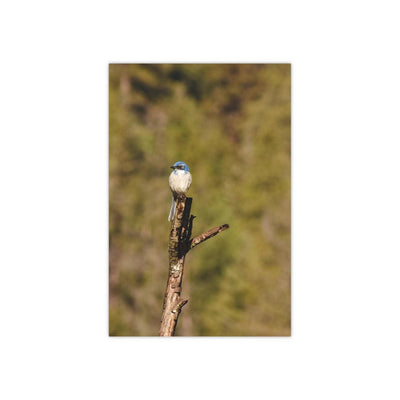 Blue Bird on a Branch - Photo Poster, Poster, Laura Christine Photography & Design, Art & Wall Decor, Home & Living, Paper, Poster, Posters, Laura Christine Photography & Design, laurachristinedesign.com