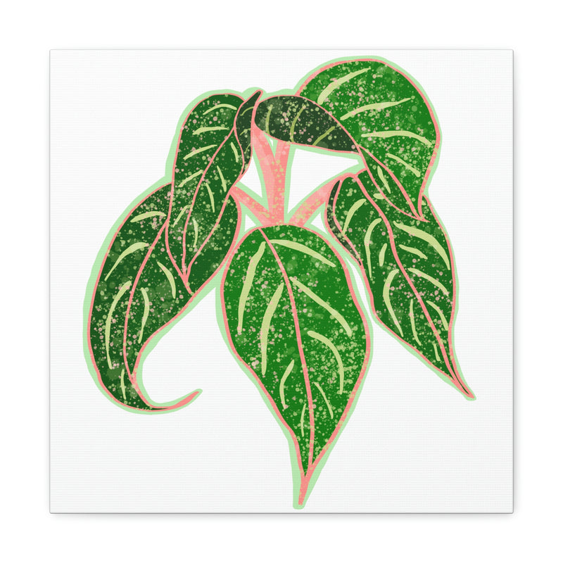 Lienzo Aglaonema Sparkling Sarah Plant