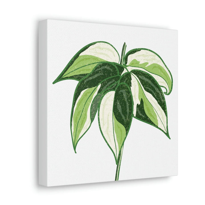 Philodendron Canvas Print - Cream Splash Variegated Plant Art on Matte Cotton Canvas