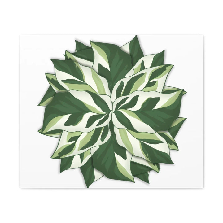 Calathea White Fusion Canvas | Indoor Wall Art - Matte Finish Botanical Canvas Art Print - Laura Christine Photography & Design