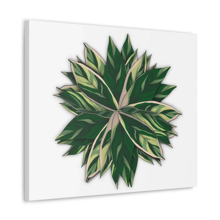 Stromanthe Triostar Canvas - Pastel Stripe Canvas Art Print With Vivid Color Artwork - Laura Christine Photography & Design