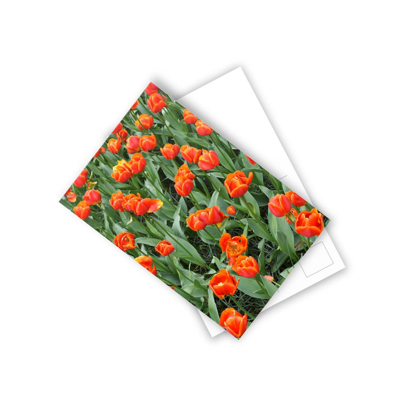 Orange tulips - Postcard, 10-pack, Paper products, Printify, Back to School, Home & Living, Indoor, Matte, Paper, Posters, Laura Christine Photography & Design, laurachristinedesign.com