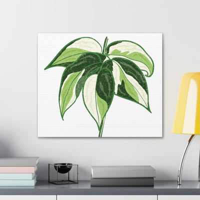 Philodendron 'Cream Splash' Canvas